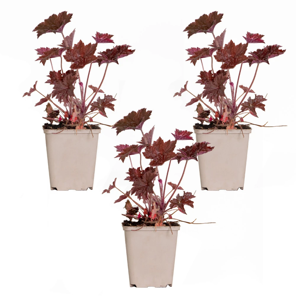 3x Heuchera Micrantha 'palace Purple' - Purple Bell - Vivace - Rustique – ⌀9 Cm - ↕10-15 Cm 2 3x Heuchera Micrantha 'palace Purple' - Purple Bell - Vivace - Rustique – ⌀9 Cm - ↕10-15 Cm – Image 2