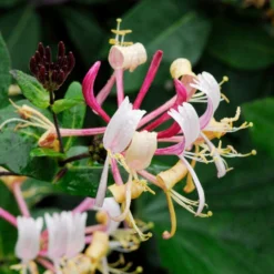 Lonicera Henryi – Chèvrefeuille – Plante Grimpante – Persistant - ⌀15 Cm - ↕60-70 Cm -Promos Jardesia Magasin 640b756cecd4d7.03297507