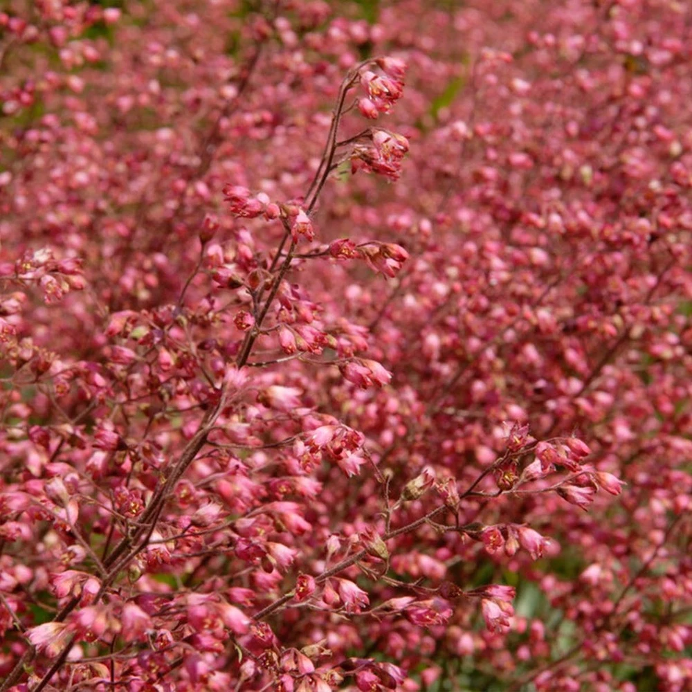 6x Heuchera Sanguinea 'splendens' - Campanule Pourpre - Vivace - Rustique – ⌀9 Cm - ↕10-15 Cm 3 6x Heuchera Sanguinea 'splendens' - Campanule Pourpre - Vivace - Rustique – ⌀9 Cm - ↕10-15 Cm – Image 3