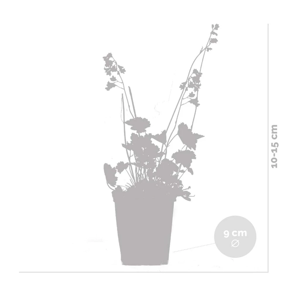 6x Heuchera Sanguinea 'splendens' - Campanule Pourpre - Vivace - Rustique – ⌀9 Cm - ↕10-15 Cm 4 6x Heuchera Sanguinea 'splendens' - Campanule Pourpre - Vivace - Rustique – ⌀9 Cm - ↕10-15 Cm – Image 4