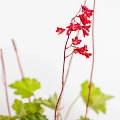 6x Heuchera Sanguinea 'splendens' - Campanule Pourpre - Vivace - Rustique – ⌀9 Cm - ↕10-15 Cm 9 6x Heuchera Sanguinea 'splendens' - Campanule Pourpre - Vivace - Rustique – ⌀9 Cm - ↕10-15 Cm -Promos Jardesia Magasin 640b756ed92f70.18419991