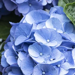 3x Hydrangea Macrophylla 'early Blue' - Hortensia - Arbuste - Rustique – ⌀10.5 Cm - ↕20-25 Cm 7 3x Hydrangea Macrophylla 'early Blue' - Hortensia - Arbuste - Rustique – ⌀10.5 Cm - ↕20-25 Cm -Promos Jardesia Magasin 640b756fa338e5.53285935