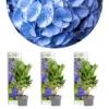 3x Hydrangea Macrophylla 'early Blue' - Hortensia - Arbuste - Rustique – ⌀10.5 Cm - ↕20-25 Cm