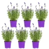 6x Lavandula Angustifolia 'ardèche Blue' - Lavande - Arbuste - Rustique – ⌀10.5 Cm - ↕10-15 Cm