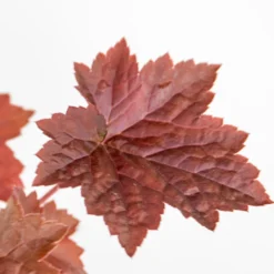 6x Heuchera Micrantha 'palace Purple' - Purple Bell - Vivace - Rustique – ⌀9 Cm - ↕10-15 Cm -Promos Jardesia Magasin 640b75729e97f1.79834688