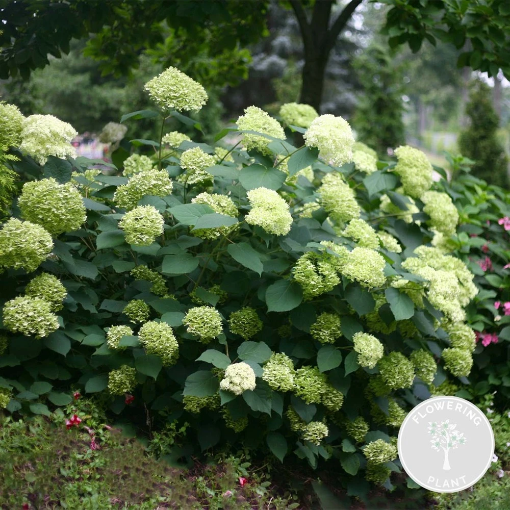 Hydrangea Paniculata 'little Lime' - Hortensia Panache - Arbuste - Rustique – ⌀19 Cm - ↕35-45 Cm 1 Hydrangea Paniculata 'little Lime' - Hortensia Panache - Arbuste - Rustique – ⌀19 Cm - ↕35-45 Cm