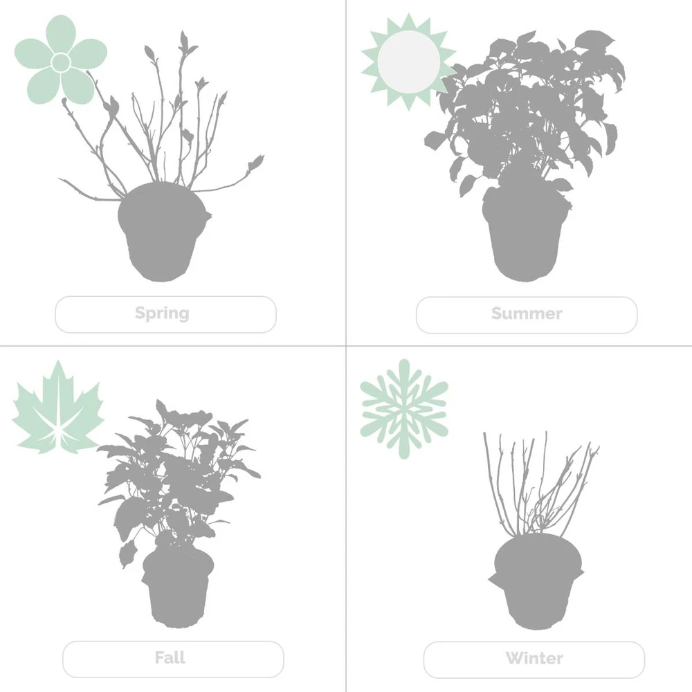 Hydrangea Paniculata 'little Lime' - Hortensia Panache - Arbuste - Rustique – ⌀19 Cm - ↕35-45 Cm 5 Hydrangea Paniculata 'little Lime' - Hortensia Panache - Arbuste - Rustique – ⌀19 Cm - ↕35-45 Cm – Image 5