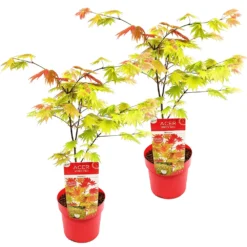 2x Acer Shirasawanum 'moonrise' - érable Du Japon - Arbuste - Rustique - ⌀19 Cm - ↕40-50 Cm