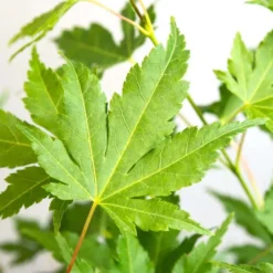 Acer Palmatum 'going Green' - érable Du Japon - Arbuste - Rustique – ⌀10,5 Cm - ↕25-30 Cm 7 Acer Palmatum 'going Green' - érable Du Japon - Arbuste - Rustique – ⌀10,5 Cm - ↕25-30 Cm -Promos Jardesia Magasin 640b7579d22548.51765392