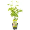Acer Palmatum 'going Green' - érable Du Japon - Arbuste - Rustique – ⌀10,5 Cm - ↕25-30 Cm