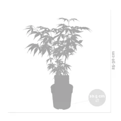 Acer Palmatum 'butterfly' – érable Du Japon – Arbuste – Rustique – ⌀10,5 Cm - ↕25-30 Cm 6 Acer Palmatum 'butterfly' – érable Du Japon – Arbuste – Rustique – ⌀10,5 Cm - ↕25-30 Cm -Promos Jardesia Magasin 640b7584331f62.30491547