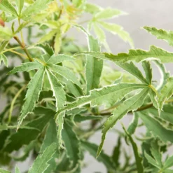 Acer Palmatum 'butterfly' – érable Du Japon – Arbuste – Rustique – ⌀10,5 Cm - ↕25-30 Cm 7 Acer Palmatum 'butterfly' – érable Du Japon – Arbuste – Rustique – ⌀10,5 Cm - ↕25-30 Cm -Promos Jardesia Magasin 640b75843c0702.39679487