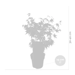 Acer Palmatum 'orange Dream' - érable Du Japon - Arbuste - Rustique - ⌀15 Cm - ↕30-40 Cm -Promos Jardesia Magasin 640b75850c7fc3.34058057