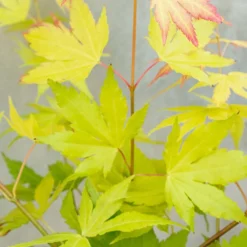 Acer Palmatum 'orange Dream' - érable Du Japon - Arbuste - Rustique - ⌀15 Cm - ↕30-40 Cm -Promos Jardesia Magasin 640b75850fba80.15442681