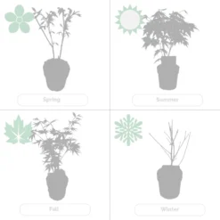 Acer Palmatum 'orange Dream' - érable Du Japon - Arbuste - Rustique - ⌀15 Cm - ↕30-40 Cm -Promos Jardesia Magasin 640b758516d4a4.91094000