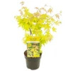 Acer Palmatum 'orange Dream' - érable Du Japon - Arbuste - Rustique - ⌀15 Cm - ↕30-40 Cm