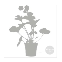 3x Fragaria 'pink Summer Breeze' – Fraisier – Entretien Facile – ⌀10,5 Cm - ↕15-20 Cm 6 3x Fragaria 'pink Summer Breeze' – Fraisier – Entretien Facile – ⌀10,5 Cm - ↕15-20 Cm -Promos Jardesia Magasin 640b77b9e4eae9.23261391
