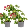3x Fragaria 'red Summer Breeze' – Fraisier – Entretien Facile – ⌀10,5 Cm - ↕15-20 Cm