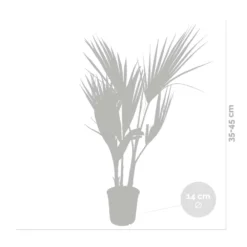 Washingtonia Robusta - Palmier Mexicain - Palmier Extérieur - Persistant – ⌀14 Cm - ↕35-45 Cm -Promos Jardesia Magasin 640b77d49afa85.48741043