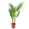Washingtonia Robusta - Palmier Mexicain - Palmier Extérieur - Persistant – ⌀14 Cm - ↕35-45 Cm