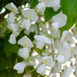 Glycine 'alba' - Glycine - Blanche - Plante Grimpante - Peu D'entretien – ⌀15 Cm - ↕60-70 Cm 7 Glycine 'alba' - Glycine - Blanche - Plante Grimpante - Peu D'entretien – ⌀15 Cm - ↕60-70 Cm -Promos Jardesia Magasin 640b77ee9a9c91.55898231