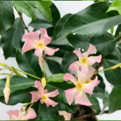 3x Trachelospermum 'pink Showers' – Jasmin De Toscane – Plante Grimpante – ⌀9 Cm - ↕15-20 Cm 8 3x Trachelospermum 'pink Showers' – Jasmin De Toscane – Plante Grimpante – ⌀9 Cm - ↕15-20 Cm -Promos Jardesia Magasin 640b77ef849b52.69347073