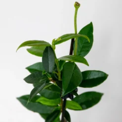 3x Trachelospermum Jasminoides – Jasmin De Toscane – Plante Grimpante – Rustique – ⌀9 Cm - ↕15-20 Cm 9 3x Trachelospermum Jasminoides – Jasmin De Toscane – Plante Grimpante – Rustique – ⌀9 Cm - ↕15-20 Cm -Promos Jardesia Magasin 640b77fdc53058.17205332
