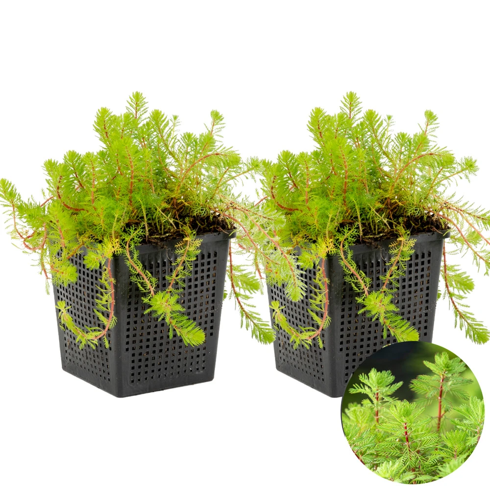 2x Myriophyllum 'red Stem' – Featherwort – Oxygen Plant – Zone 2 à 5 – ⌀11 Cm - ↕15-25 Cm 2 2x Myriophyllum 'red Stem' – Featherwort – Oxygen Plant – Zone 2 à 5 – ⌀11 Cm - ↕15-25 Cm – Image 2