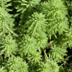 2x Myriophyllum 'red Stem' – Featherwort – Oxygen Plant – Zone 2 à 5 – ⌀11 Cm - ↕15-25 Cm
