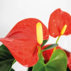 Anthurium 'aristo' Orange - Plante Flamingo - Entretien Facile - ⌀14 Cm - ↕45-55 Cm 7 Anthurium 'aristo' Orange - Plante Flamingo - Entretien Facile - ⌀14 Cm - ↕45-55 Cm -Promos Jardesia Magasin 640b783c1a67b2.46936634