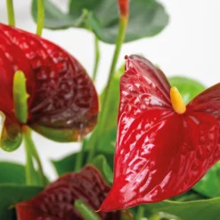 2x Anthurium 'aristo' Red– Flamingo Plant - Facile D'entretien - ⌀14 Cm - ↕45-55 Cm -Promos Jardesia Magasin 640b783e3f8e96.90530068