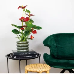 2x Anthurium 'aristo' Red– Flamingo Plant - Facile D'entretien - ⌀14 Cm - ↕45-55 Cm -Promos Jardesia Magasin 640b783e502989.76282242