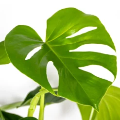 Monstera Deliciosa Incl. Panier En Jonc De Mer - Purificateur D'air - ⌀21 Cm - ↕70-80 Cm -Promos Jardesia Magasin 640b7868eff439.97881237