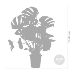 Monstera Deliciosa Incl. Panier En Jonc De Mer - Purificateur D'air - ⌀21 Cm - ↕70-80 Cm -Promos Jardesia Magasin 640b78690602c8.25143099
