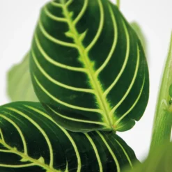 Maranta Lemon Lime – Plante De Prière – Plante D'intérieur – Purificateur D'air – ⌀12cm –↕10-15cm -Promos Jardesia Magasin 640b786e004742.79640543