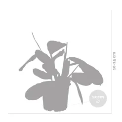 Maranta Lemon Lime – Plante De Prière – Plante D'intérieur – Purificateur D'air – ⌀12cm –↕10-15cm -Promos Jardesia Magasin 640b786e0d5cb2.39616864