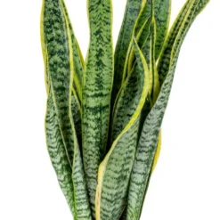 2x Sansevieria 'laurentii' Xl – Langue De Dame – Succulente – Facile à Entretenir – ⌀17cm – ↕55-65 Cm -Promos Jardesia Magasin 640b787fb489e7.70309484