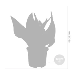 Sansevieria 'laurentii' – Sansevieria – Succulente – Peu D'entretien – ⌀12cm – ↕25-35cm -Promos Jardesia Magasin 640b7892936c92.85423753