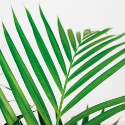 Dypsis Lutescens Incl. Panier En Jonc De Mer - Facile D'entretien - ⌀21 Cm - ↕100-110 Cm 7 Dypsis Lutescens Incl. Panier En Jonc De Mer - Facile D'entretien - ⌀21 Cm - ↕100-110 Cm -Promos Jardesia Magasin 640b7898e19b00.69601100