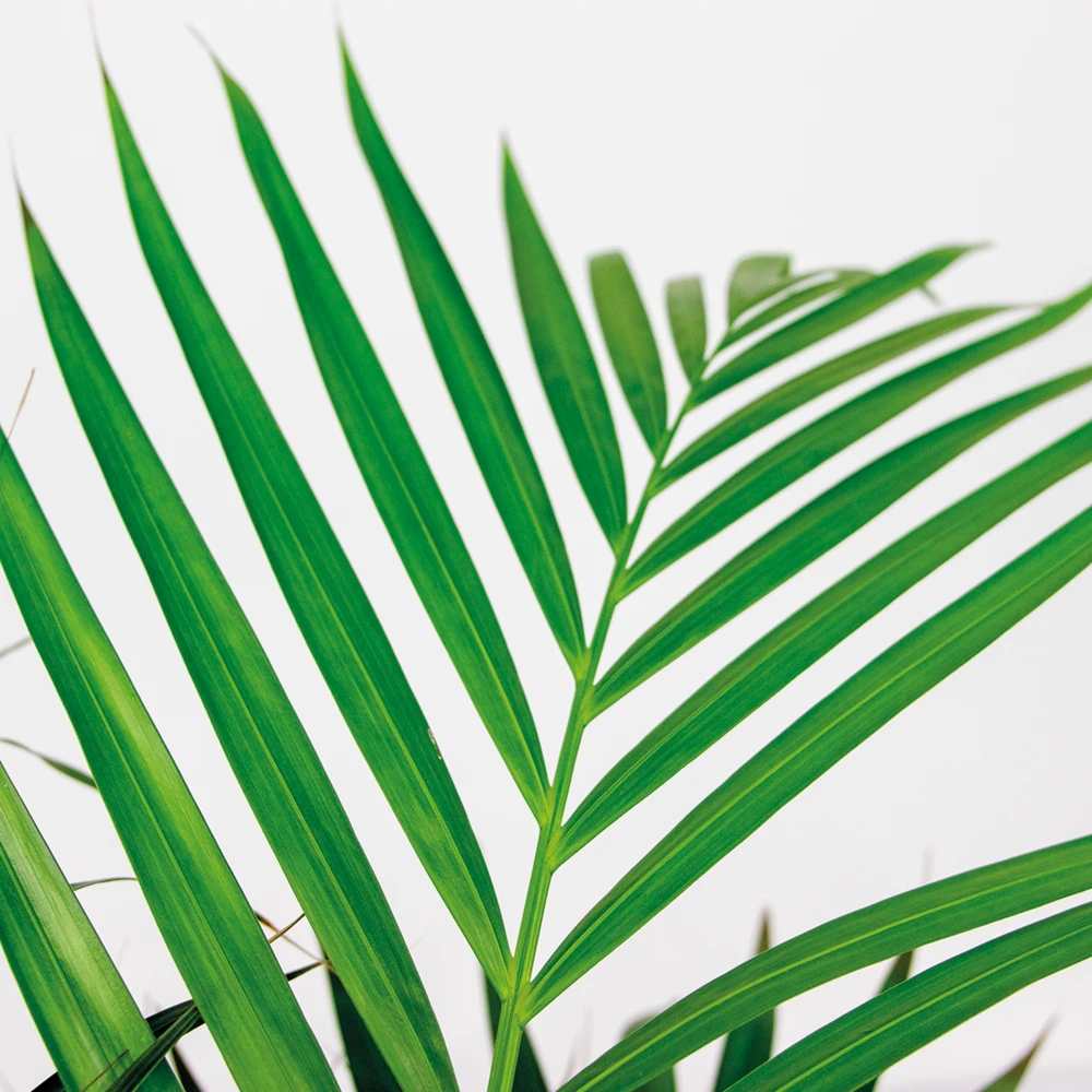 Dypsis Lutescens Incl. Panier En Jonc De Mer - Facile D'entretien - ⌀21 Cm - ↕100-110 Cm 3 Dypsis Lutescens Incl. Panier En Jonc De Mer - Facile D'entretien - ⌀21 Cm - ↕100-110 Cm – Image 3