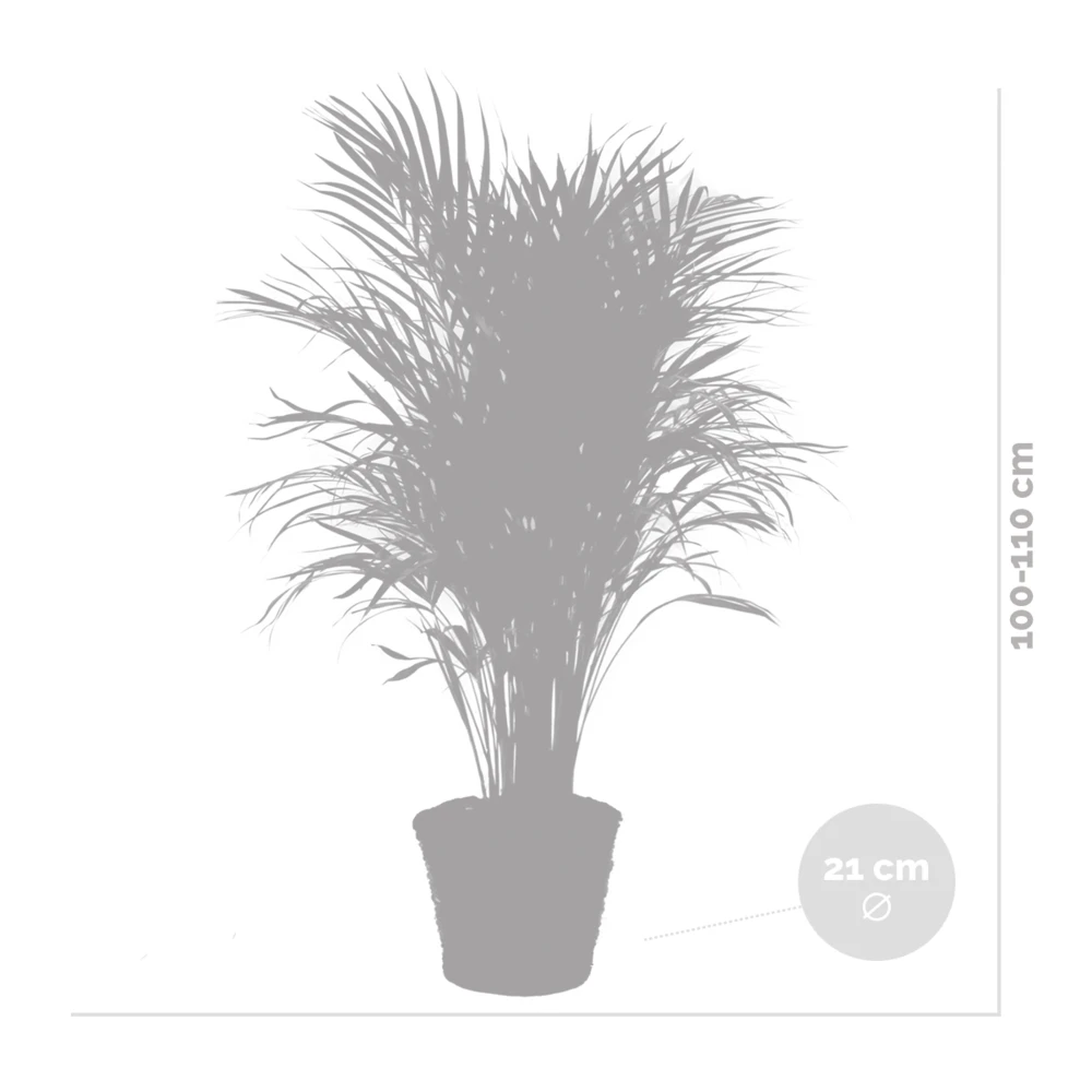 Dypsis Lutescens Incl. Panier En Jonc De Mer - Facile D'entretien - ⌀21 Cm - ↕100-110 Cm 5 Dypsis Lutescens Incl. Panier En Jonc De Mer - Facile D'entretien - ⌀21 Cm - ↕100-110 Cm – Image 5