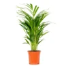 Dypsis Lutescens - Golden Palm - Plante D'intérieur - Entretien Facile - ⌀17 Cm - ↕60-70 Cm