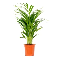 Dypsis Lutescens - Golden Palm - Plante D'intérieur - Entretien Facile - ⌀17 Cm - ↕60-70 Cm