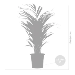 Dypsis Lutescens - Golden Palm - Plante D'intérieur - Entretien Facile - ⌀17 Cm - ↕60-70 Cm 9 Dypsis Lutescens - Golden Palm - Plante D'intérieur - Entretien Facile - ⌀17 Cm - ↕60-70 Cm -Promos Jardesia Magasin 640b789a5b86e1.39070279