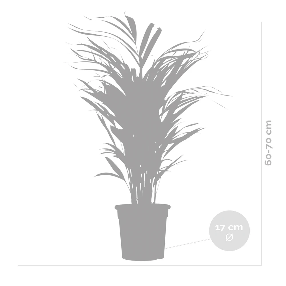 Dypsis Lutescens - Golden Palm - Plante D'intérieur - Entretien Facile - ⌀17 Cm - ↕60-70 Cm 5 Dypsis Lutescens - Golden Palm - Plante D'intérieur - Entretien Facile - ⌀17 Cm - ↕60-70 Cm – Image 5