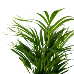 Dypsis Lutescens - Golden Palm - Plante D'intérieur - Entretien Facile - ⌀17 Cm - ↕60-70 Cm 7 Dypsis Lutescens - Golden Palm - Plante D'intérieur - Entretien Facile - ⌀17 Cm - ↕60-70 Cm -Promos Jardesia Magasin 640b789a61f743.14431000