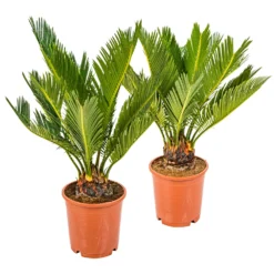 2x Cycas Revoluta – Peace Palm – Palmier – Facile D'entretien - ⌀12 Cm - ↕30-40 Cm
