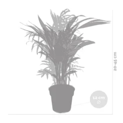 2x Mélange De Palmiers D'intérieur - Dypsis-chamaedorea - Facile D'entretien – ⌀12 Cm - ↕20-45 Cm -Promos Jardesia Magasin 640b789d43a326.57955412