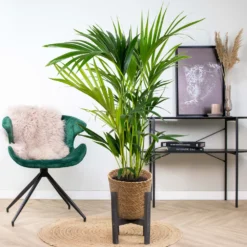 Howea Forsteriana Incl. Panier En Jonc De Mer - Palmier Kentia - Purificateur D'air - ⌀19 Cm - ↕90-100 Cm -Promos Jardesia Magasin 640b789e4b9212.65106370
