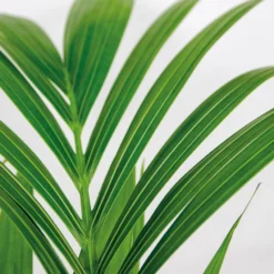 Howea Forsteriana Incl Seagrass Basket - Palmier Kentia - Purificateur D'air - ⌀19 Cm - ↕90-100 Cm 7 Howea Forsteriana Incl Seagrass Basket - Palmier Kentia - Purificateur D'air - ⌀19 Cm - ↕90-100 Cm -Promos Jardesia Magasin 640b78a06216e9.82338484